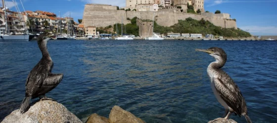 The medieval fortress of Calvi