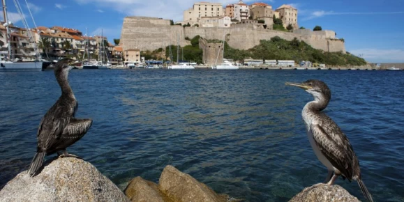 The medieval fortress of Calvi