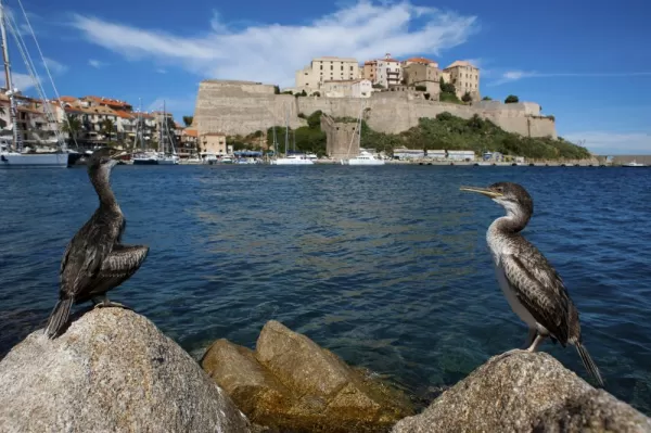The medieval fortress of Calvi