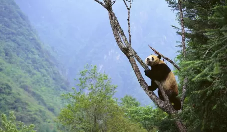 The iconic panda bear climbing a tree in the wild