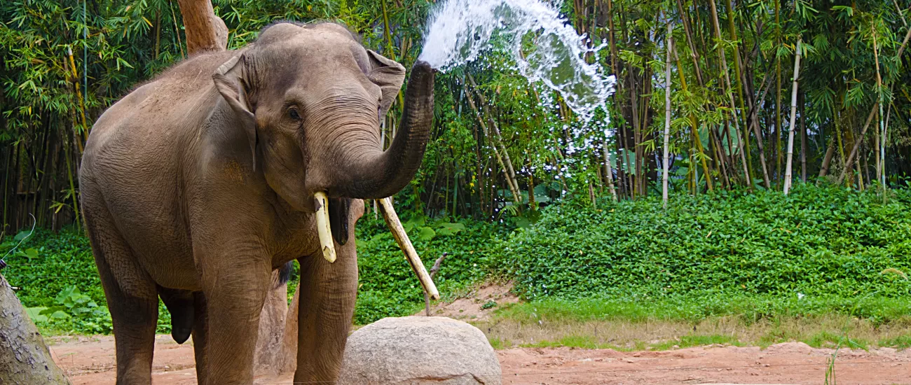 Thai elephant playing in the water