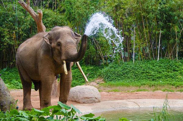 Thai elephant playing in the water