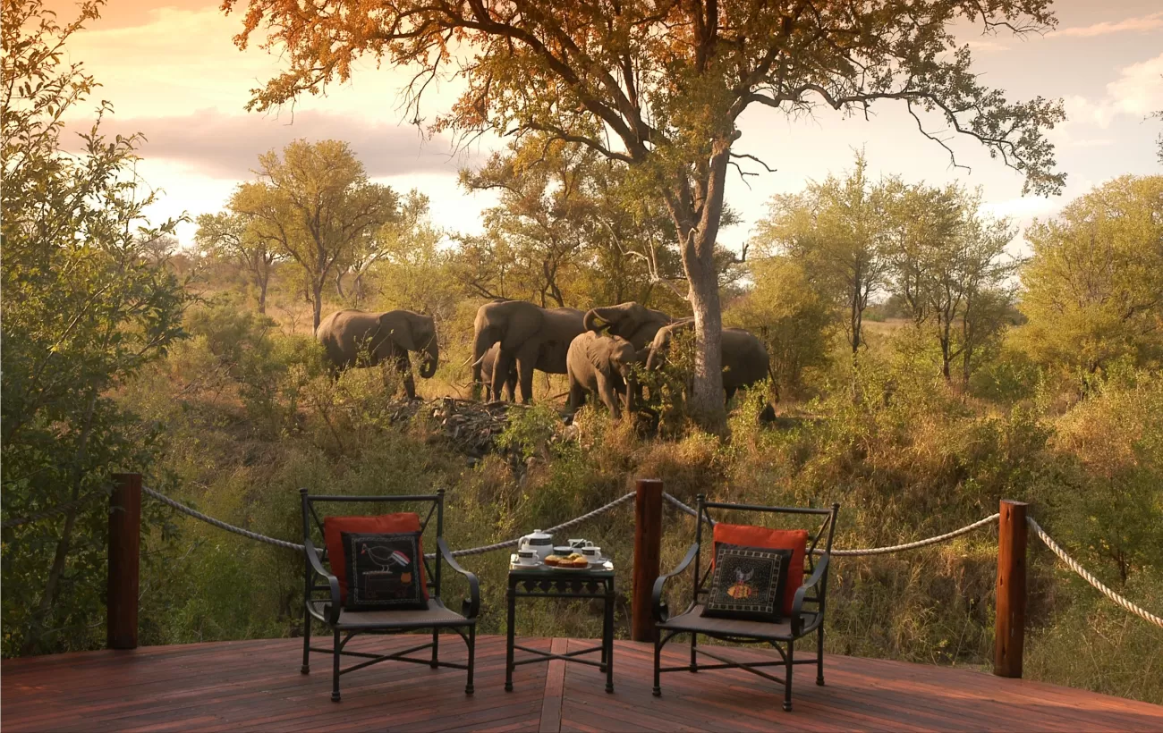 Elephants at HoyoHoyo Lodge