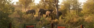 Elephants at HoyoHoyo Lodge