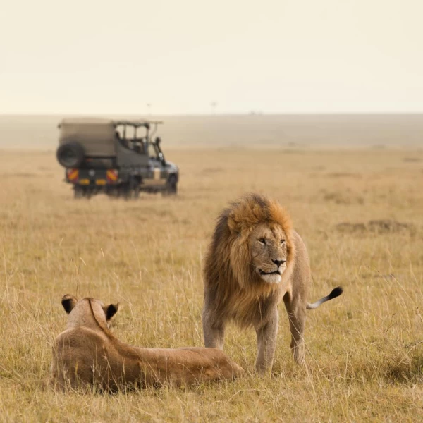 Lions and jeep on an African safari