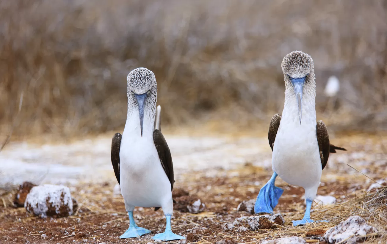 Blue-footed booby mating dance