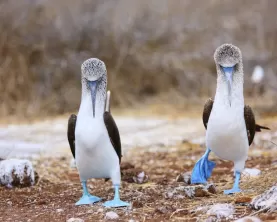 Blue-footed booby mating dance