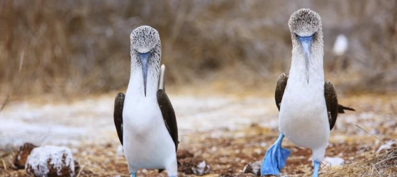 Blue-footed booby mating dance