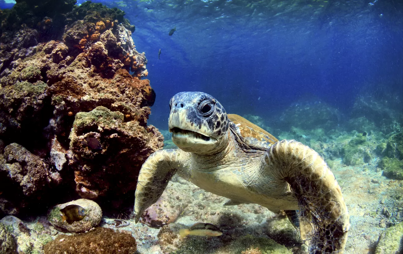 Swimming sea turtle