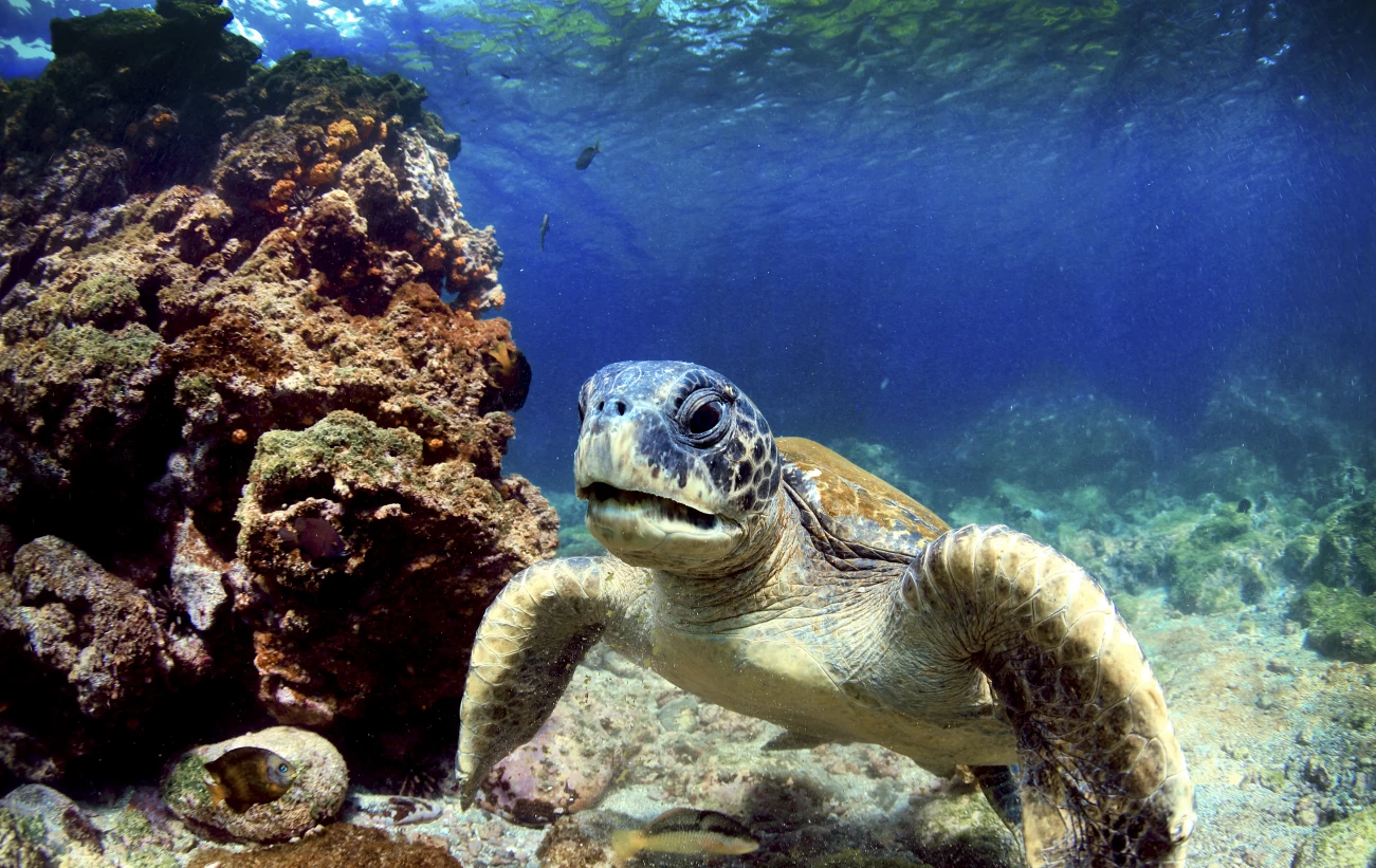Swimming sea turtle