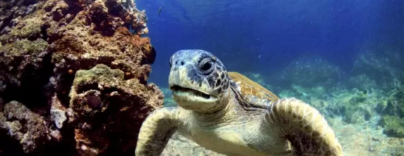 Swimming sea turtle