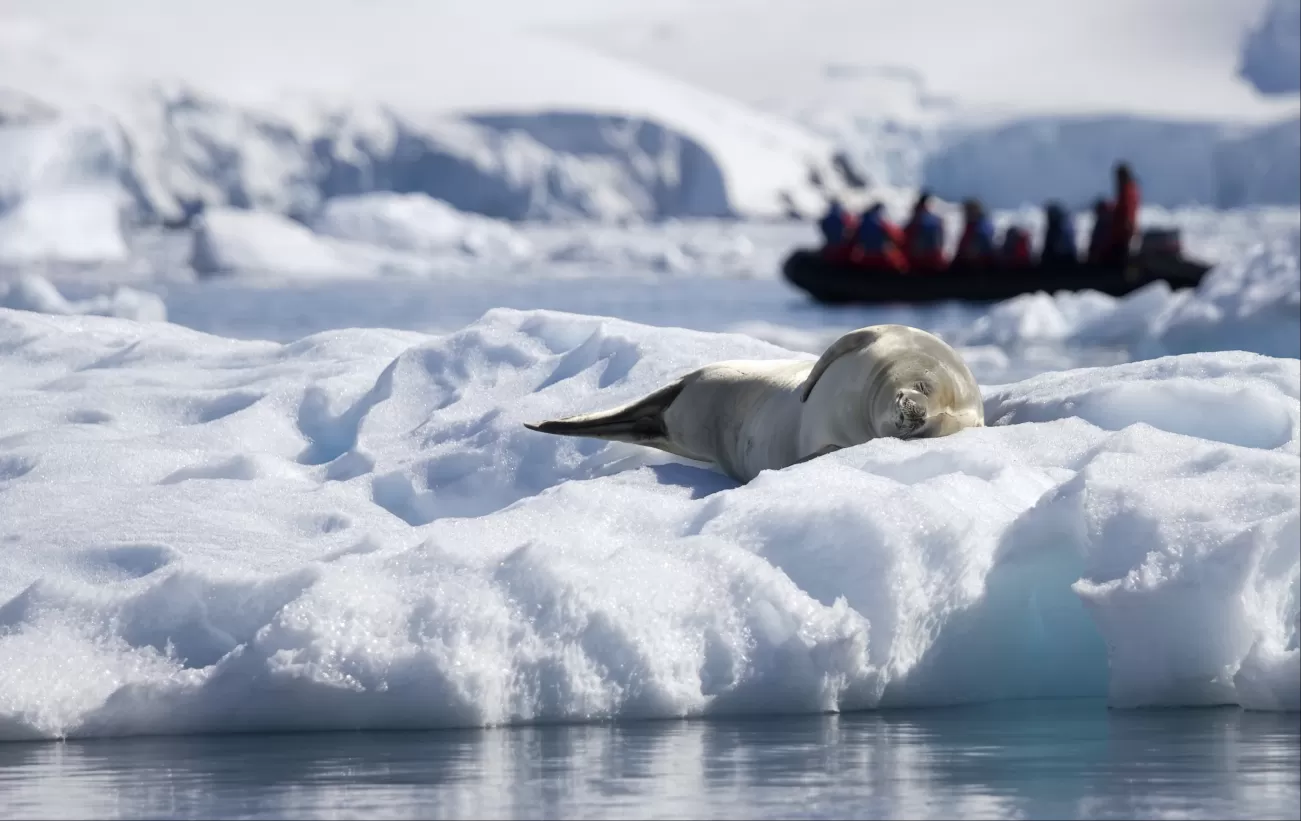 Seals in Antarctica with zodiac in background