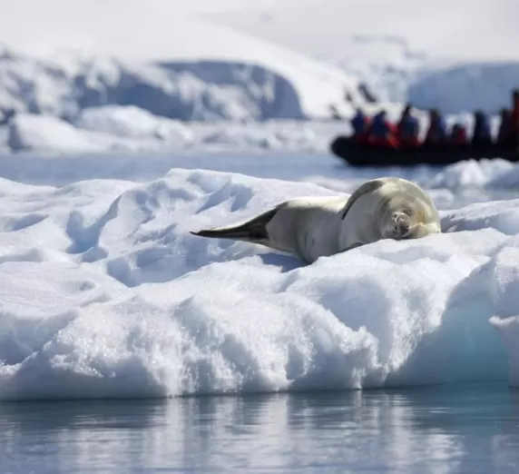 Seals in Antarctica with zodiac in background