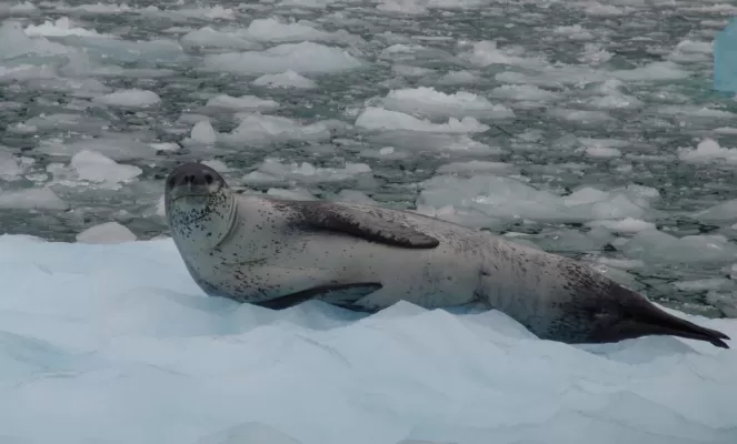 Seal o the ice