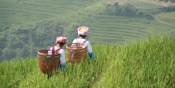 Longsheng Rice Terraces