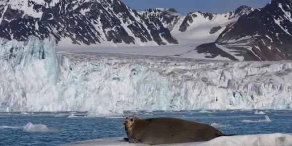 Bearded seal in Svalbard, Norway