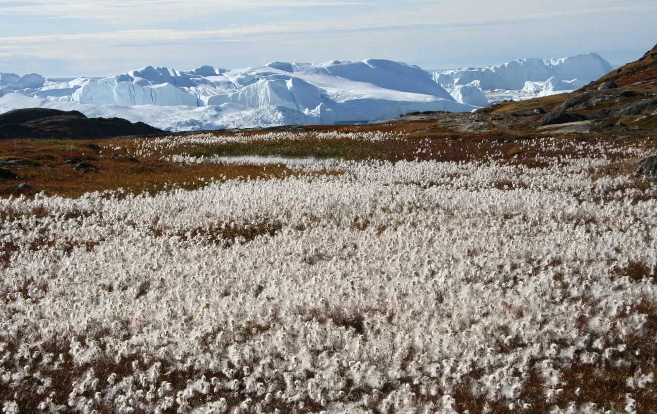 Late summer in West Greenland