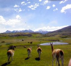 Guanacos hanging out....many many of these