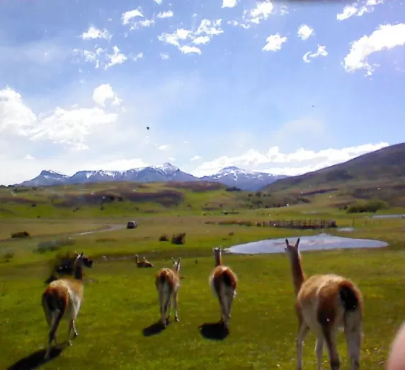 Guanacos hanging out....many many of these