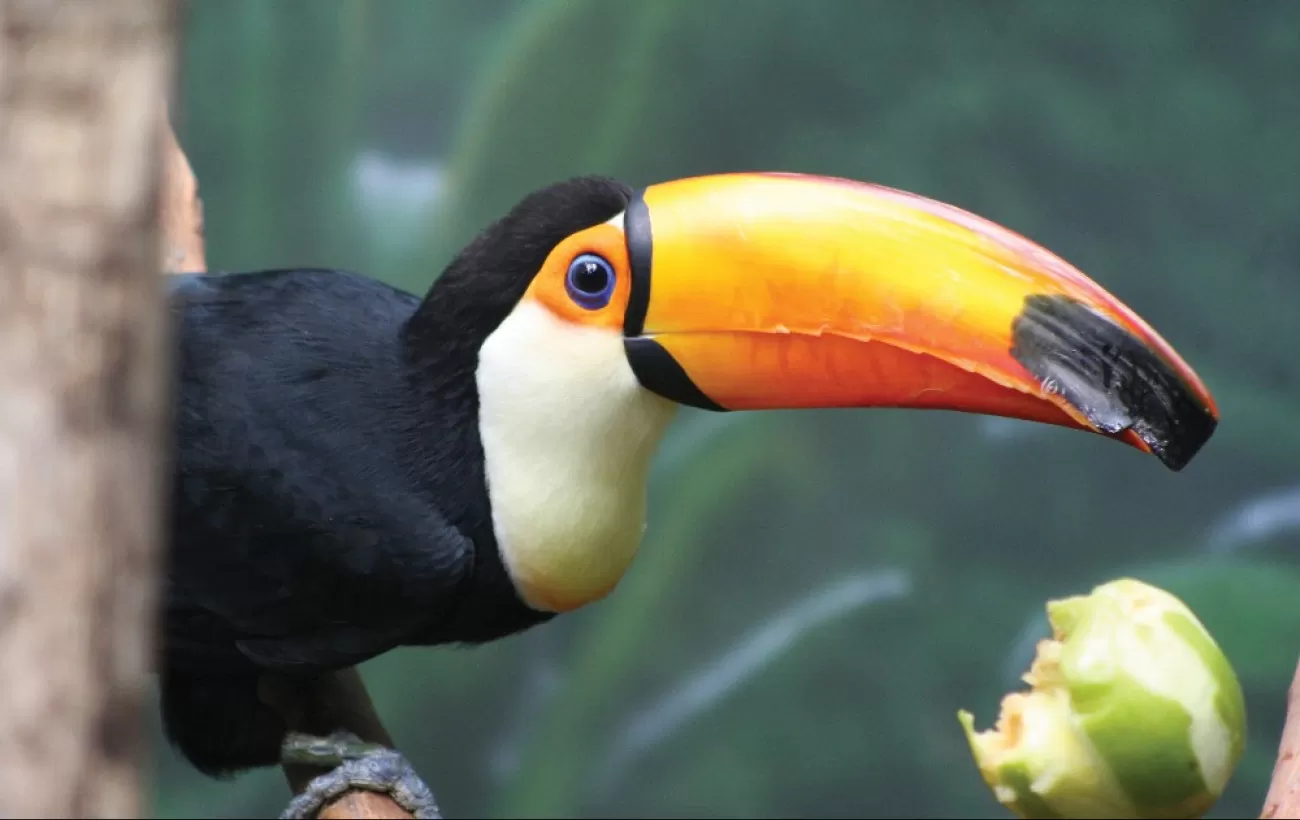 A brightly colored toucan in the forest