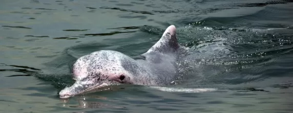 Pink dolphin in the Amazon