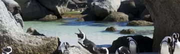 Boulder Beach penguins