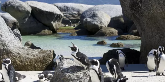 Boulder Beach penguins
