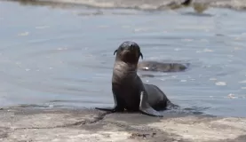 Sea Lion pup