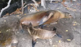 nursing sea line pup in Galapagos