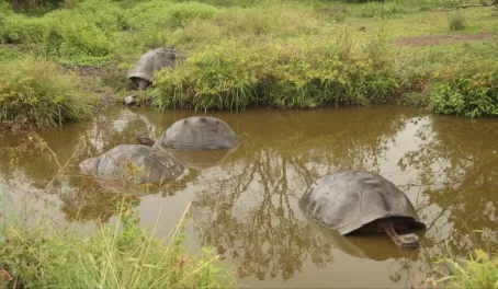 Tortoises in the highlands of the Galapagos