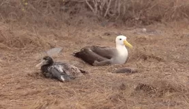 adult and chick Waved Albatross
