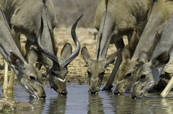 Kudu drinking at Ongava Lodge, Namibia