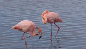 Flamingos on Floreana