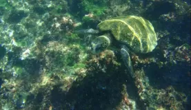 Sea turtle