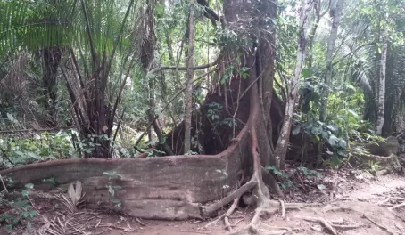 Everything is bigger in Amazon forest