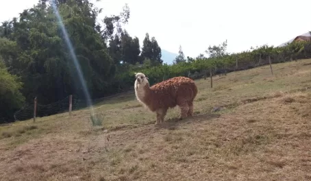I think it's Alpaca this time.. ( but could be Llama)