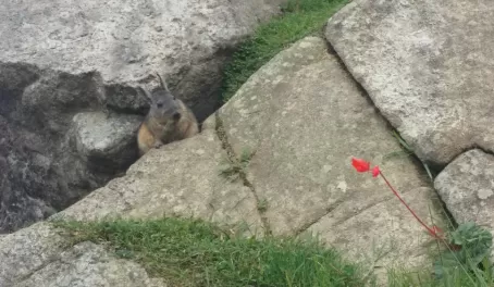 Machu Picchu rabbit