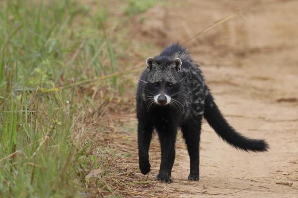 south african animals