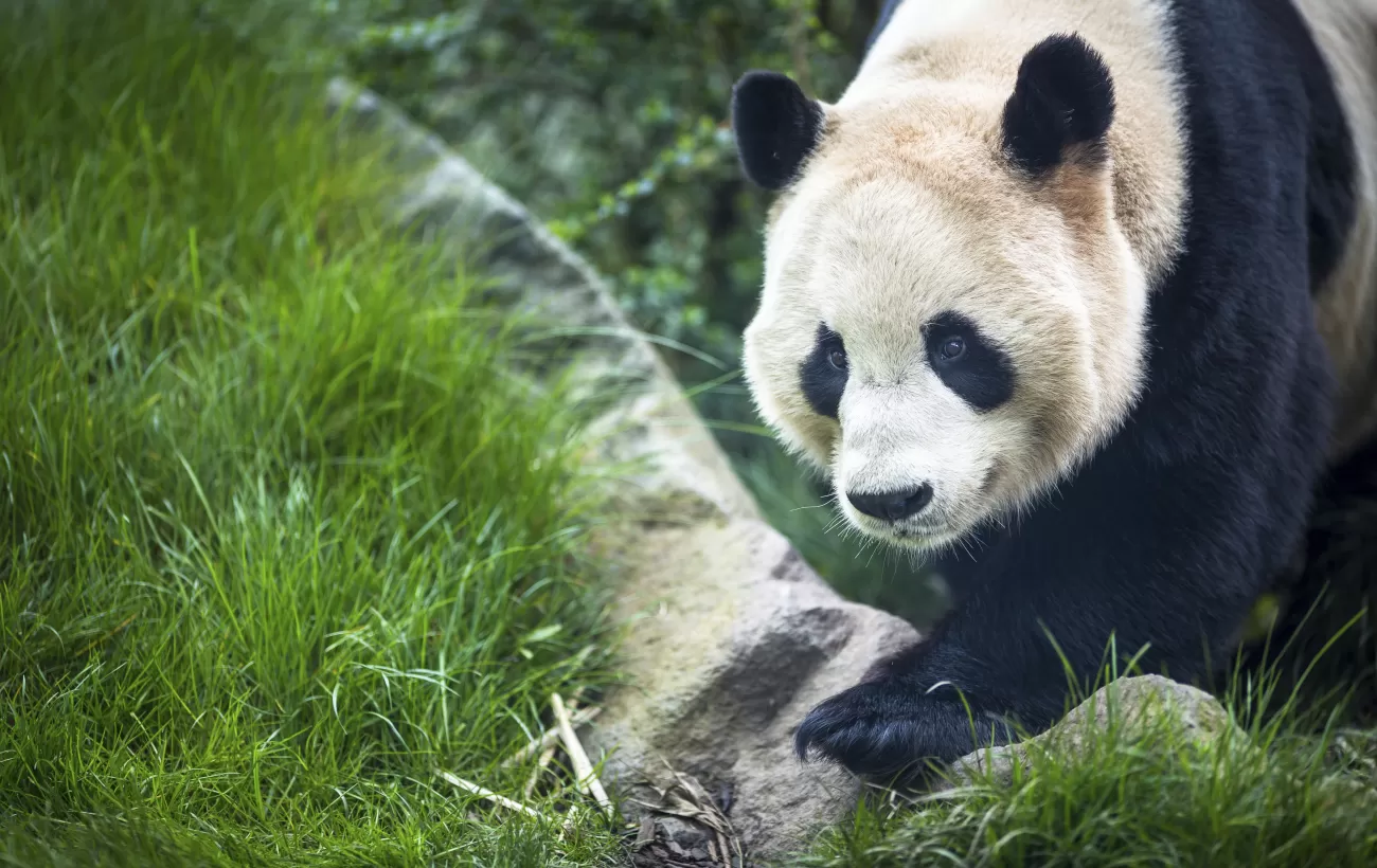 Giant panda at the research base in Chengdu