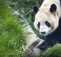 Giant panda at the research base in Chengdu
