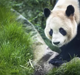 Giant panda at the research base in Chengdu
