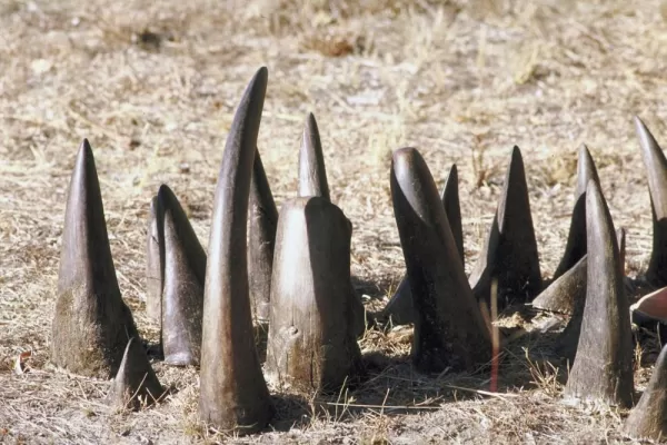 Rhino horns from illegal poaching