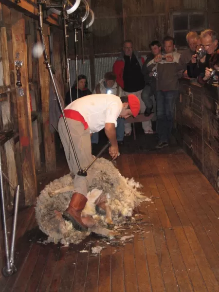 Sheering a sheep in Calafate