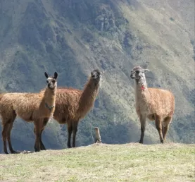 Llamas