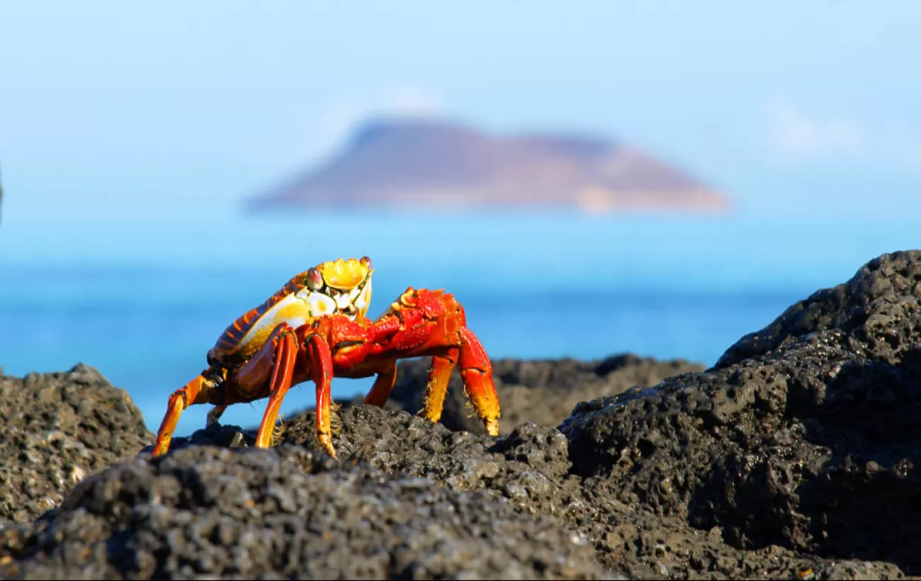 Sally light-foot crab crawling on the beach