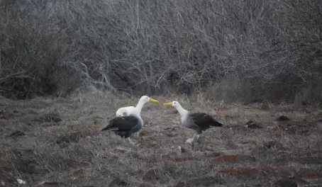Adult Waved Albatrosses doing the mating dance.