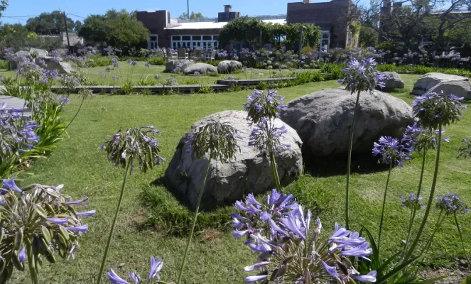 Agapanthus in bloom from December through February