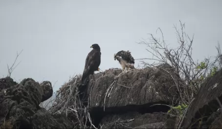 Galapagos Hawk and chick