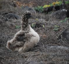 Baby Waved Albatrosses