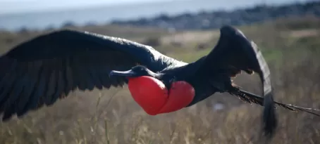 Male Frigatebird showing off his red neck for the ladies